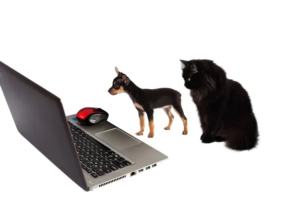 Dog puppy with  cat in front of a laptop isolated on white backg — Stock Photo, Image