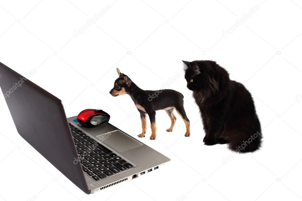 Dog puppy with  cat in front of a laptop isolated on white backg