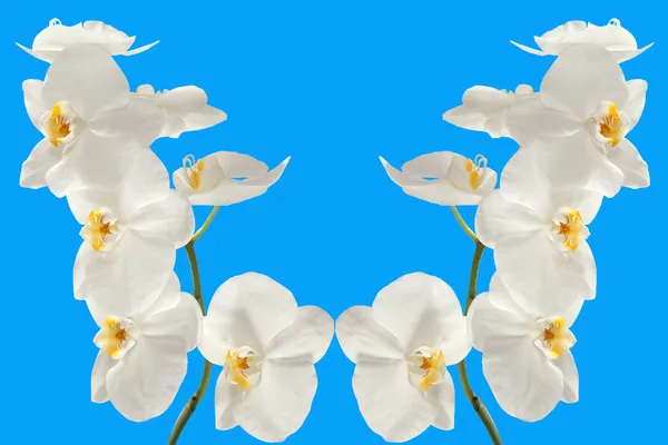Oddział orchidea na niebieskim tle — Zdjęcie stockowe
