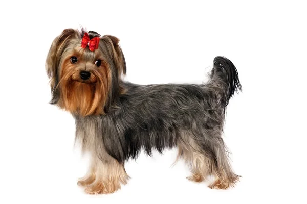 Yorkshire terrier portret na tle. — Zdjęcie stockowe