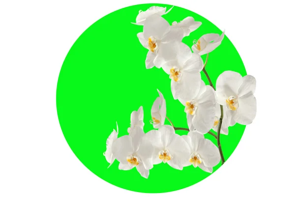 Orchideenzweig im grünen Kreis. — Stockfoto