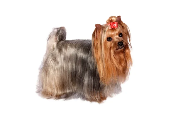 Yorkshire terrier portret na tle. — Zdjęcie stockowe