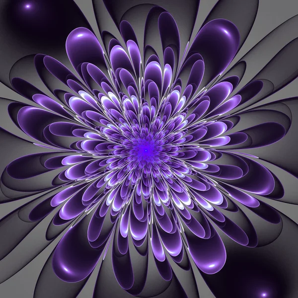 Linda flor violeta exuberante no fundo cinza . — Fotografia de Stock