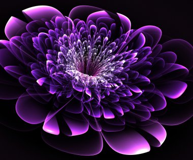 siyah arka plan üzerine güzel bir mor çiçek. oluşturulan bilgisayar 