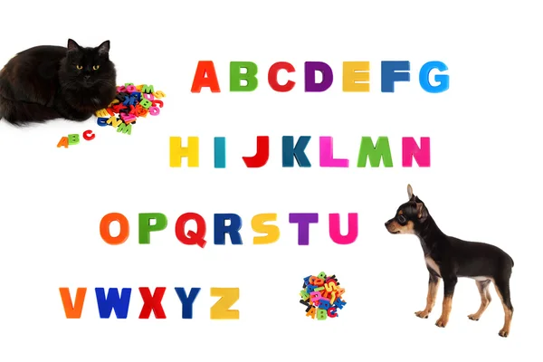 Alfabeto, gato negro, cachorro de juguete terrier sobre fondo blanco . — Foto de Stock