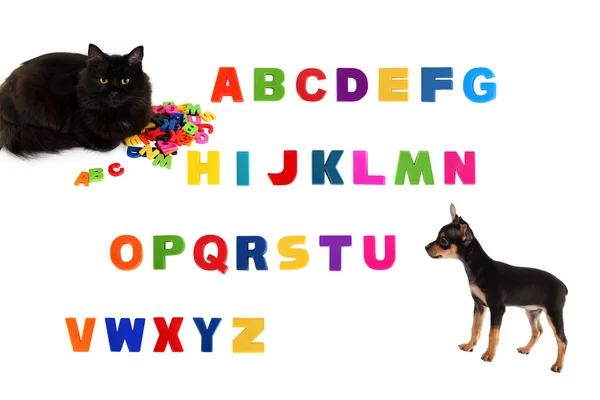 Alfabeto, gato negro, cachorro de juguete terrier sobre fondo blanco — Foto de Stock
