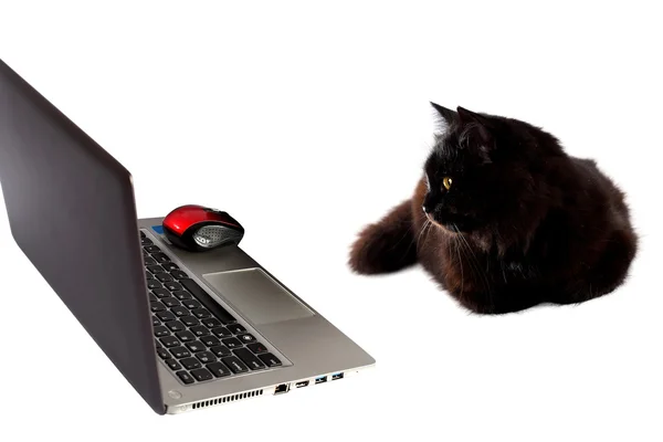 Black cat looking at laptop. — Stock Photo, Image