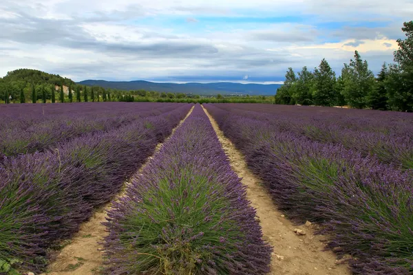 Lavender field in the summer in Provence, southern France — Stock Photo, Image