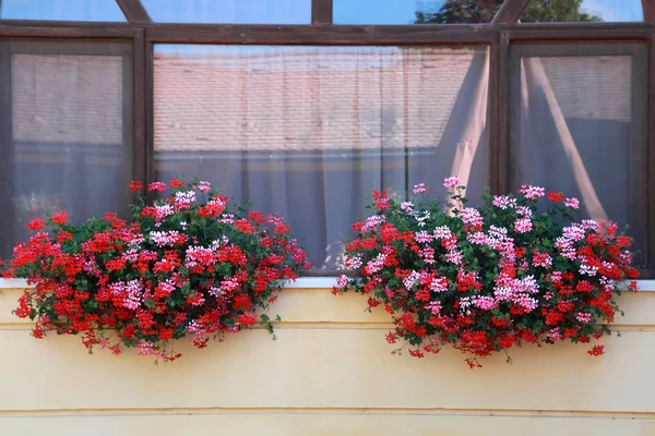 Taze çiçekler ile çerçeveli pencere — Stok fotoğraf