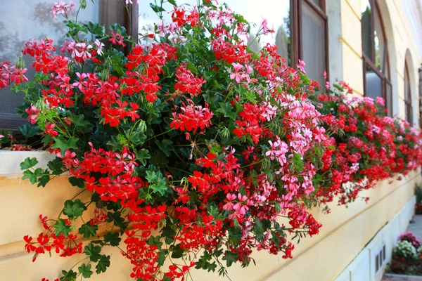 Decoração de flores de parede e janelas — Fotografia de Stock
