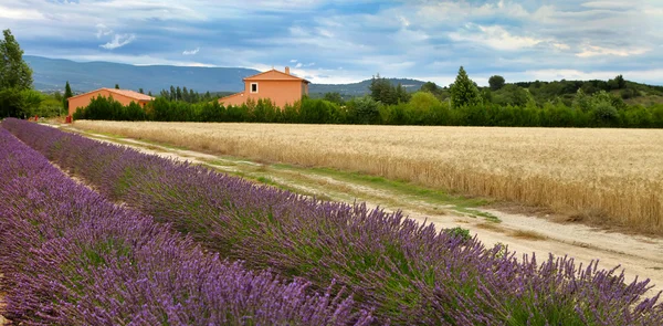 Sommerlandschaft mit Weizen- und Lavendelfeld in der Provence, sout — Stockfoto