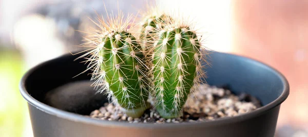 Small Cactus Plant Grown Pots — Stock Photo, Image