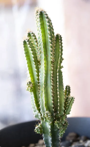 Uma Pequena Planta Cacto Cultivada Vasos — Fotografia de Stock