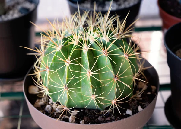Cactus Plant Gekweekt Potten — Stockfoto