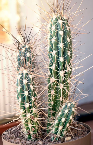 Una Planta Cactus Cultivada Macetas —  Fotos de Stock