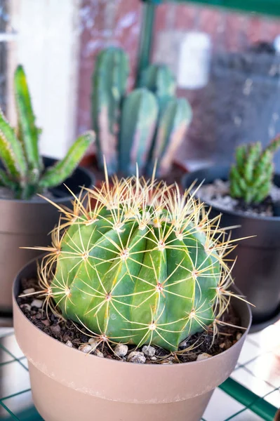 Cactus Plant Gekweekt Potten — Stockfoto