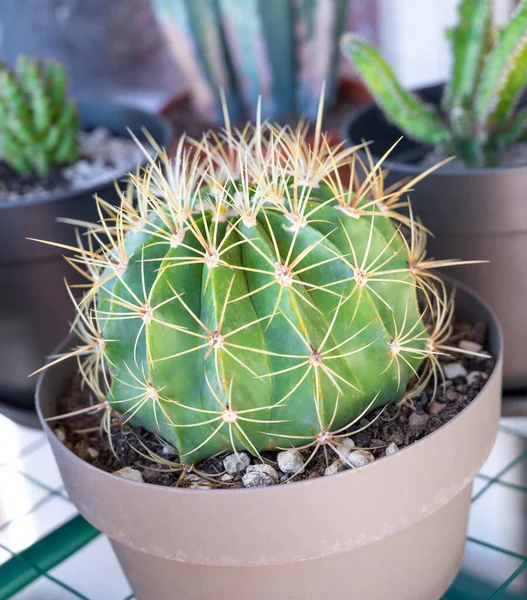 Una Planta Cactus Cultivada Macetas —  Fotos de Stock