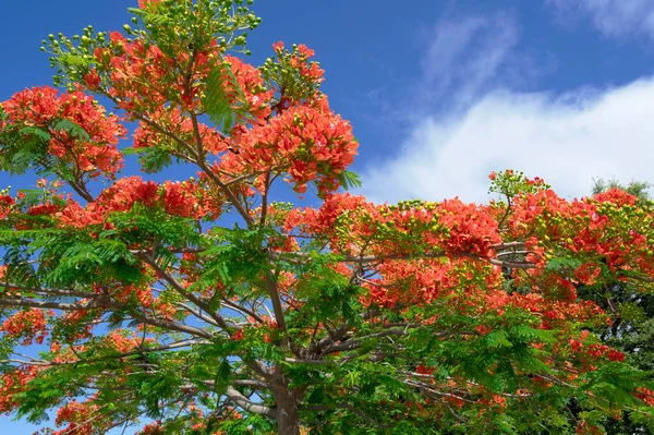 Рослина Тюльпанів Габону — стокове фото