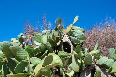 Doğada bir sürü dikenli armut bitkisi var.