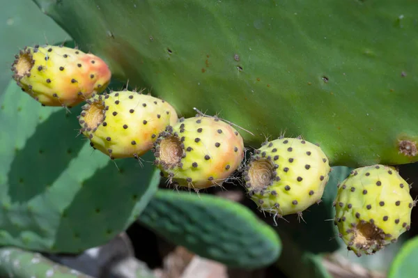 Five Prickly Pears Fruits Wild — Stock Photo, Image