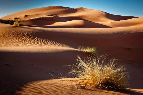 Altın gönder ve mavi gökyüzü