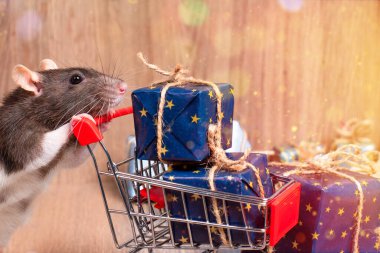 Yeni yıl kavramı. Sevimli küçük beyaz fare, hediye kutusu olan fare. Kırmızı hediye kutusunda beyaz dekoratif fare şapşalı. Yeni yıl dekorunda sevimli beyaz bir fare..