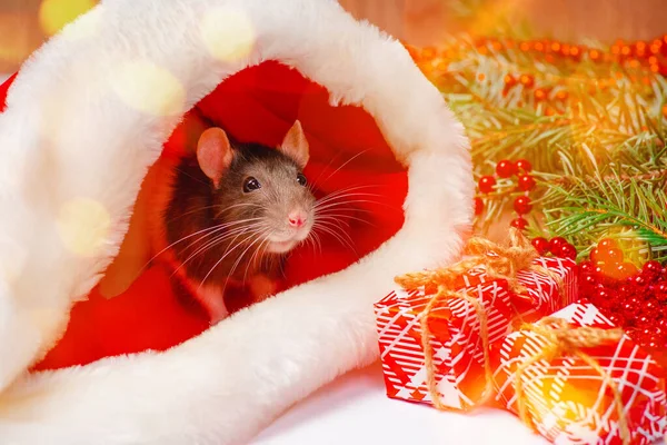 Año Nuevo concept.Cute pequeña rata blanca, ratón con caja de regalo. Rata decorativa blanca dumbo dentro de la caja de regalo roja. Linda rata blanca doméstica en una decoración de Año Nuevo. — Foto de Stock