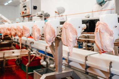Et işleme tesisi. Tavuk fileto üretim hattı. Modern gıda fabrikasında üretilen üretim hattı. Konveyör kemer gıdası..