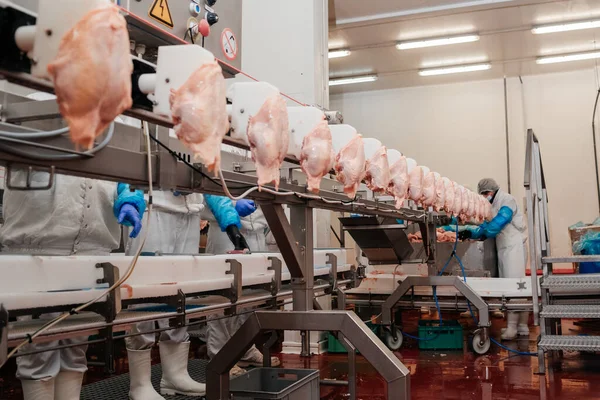 Attrezzature industriali in una fabbrica di carne. Moderno impianto di lavorazione del pollame. Persone che lavorano in una fabbrica di pollo - magazzino foto.Linea di produzione automatizzata in una moderna fabbrica di alimenti. — Foto Stock