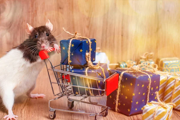 Новогодняя концепция, игрушки. Симпатичная декоративная крыса сидит с подарками. Новогодние подарки, праздник, поздравления. — стоковое фото