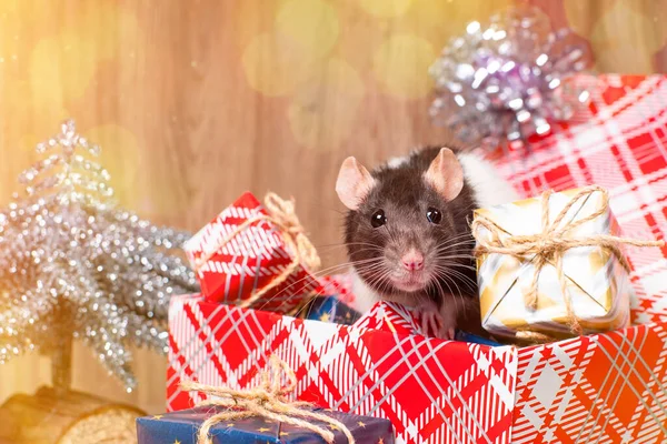 Linda rata blanca, ratón se sienta en caja de regalo. Rata blanca decorativa dumbo dentro de la caja de regalo roja. Concepto de año nuevo. — Foto de Stock