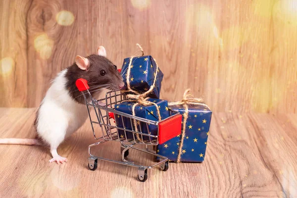 Concepto de Año Nuevo, juguetes.Cute rata decorativa se sienta con regalos. Los regalos de Año Nuevo, la fiesta, las felicitaciones. — Foto de Stock