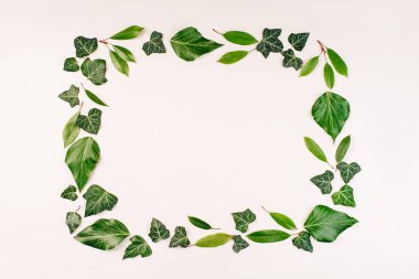Beyaz arkaplandaki yeşil yaprakların çerçevesi. Uzayı kopyala Taze defne yaprakları. Üst Manzara. Düz uzanma deseni.