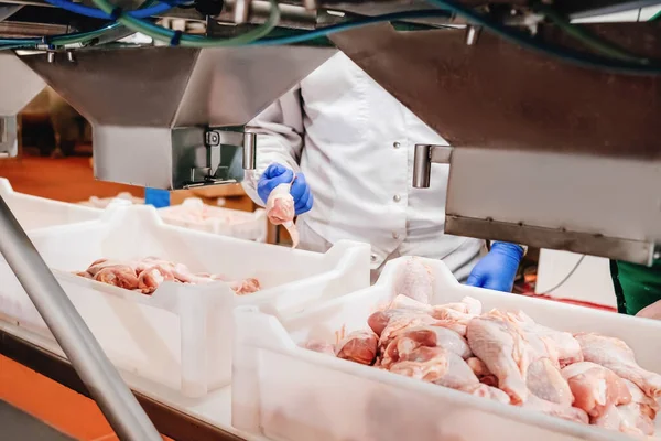 Conveyor Belt Food.The meat factory.Automated production line in modern food factory.Containers on a conveyor line with raw chicken drumstick.Factory for the production of food from meat,poultry. — ストック写真