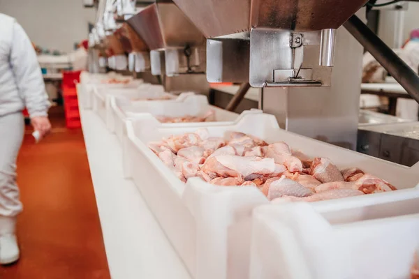 Conveyor Belt Food.The meat factory.Automated production line in modern food factory.Containers on a conveyor line with raw chicken drumstick.Factory for the production of food from meat,poultry. — ストック写真