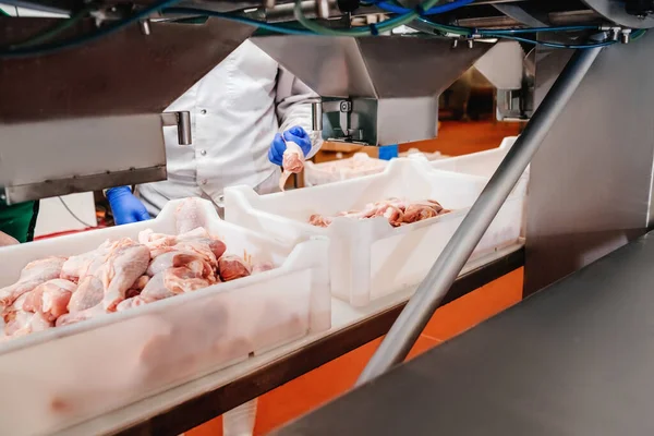 近代的な食品工場での自動生産ライン 生の鶏のドラムスティックとコンベアライン上の容器 肉から食品の生産のための工場 ポール コンベアベルト食品 — ストック写真