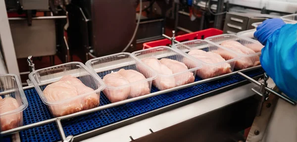 Modern Poultry Processing Plant Conveyor Belt Food Automated Production Line — ストック写真