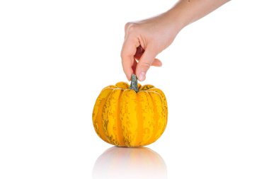 Bir kadın eli olgun bir balkabağını fayanslı beyaz bir zeminde tutar. Kopyala uzayı. Bir kadının eli, beyaz arka planda izole edilmiş bir balkabağını elinde tutar. Sonbahar sebzeleri. Tecrit edilmiş arka plan..