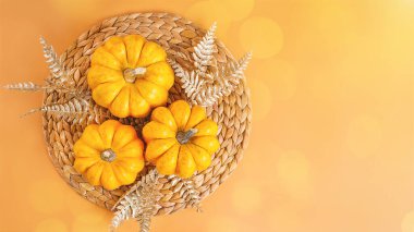 Farklı balkabağı çeşitleri. Sonbahar kartpostalı. Cadılar Bayramı Balkabağı. Sınır Tanımı. Yazı ve kopyalama alanı için turuncu arka plan. Minimalist stil. Sonbahar sezonu, sonbahar hasatı, Şükran Günün kutlu olsun..