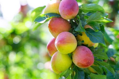 Fruit harvest of plums in the gardes on the plum tree in summer