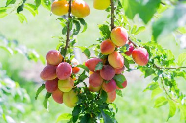 Fruit harvest of plums in the gardes on the plum tree in summer