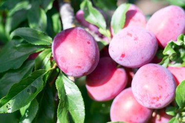 Fruit harvest of plums in the gardes on the plum tree in summer