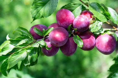Fruit harvest of plums in the gardes on the plum tree in summer