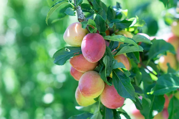 Fruit Harvest Plums Gardes Plum Tree Summer — Stockfoto