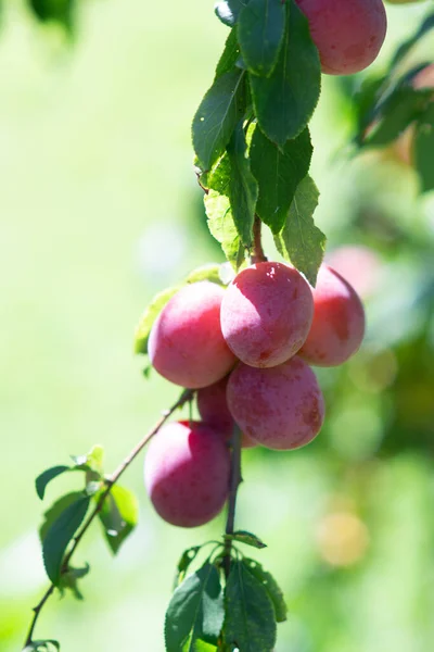 Fruit Harvest Plums Gardes Plum Tree Summer — Stockfoto