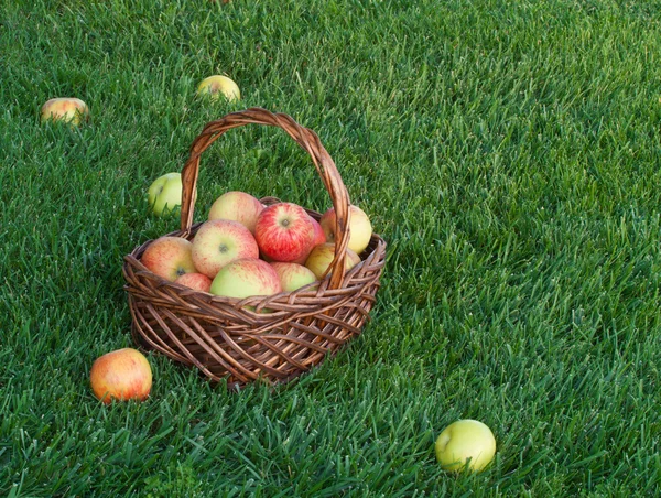 Basket with apples on green grass — Stock Photo, Image