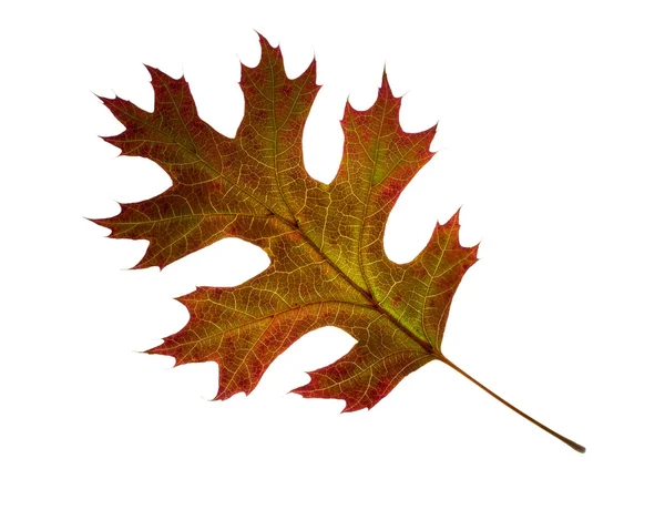 Autumn oak leaf. Isolated. — Stock Photo, Image