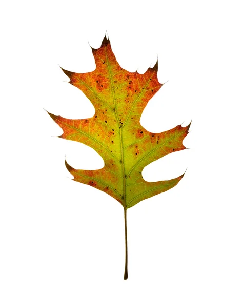 Autumn oak leaf. Isolated. — Stock Photo, Image