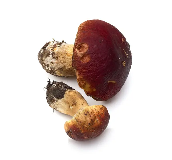 Mushroom (boletus edulis) - koning boleet cent broodje, porcini, cep — Stockfoto