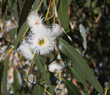 Eucalyptus globulus tasmanian mavi sakız ağacı